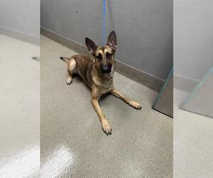 German Shepherd Dog-Unknown Mix Dogs for adoption in Las Vegas, NV, USA