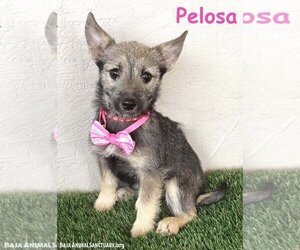Miniature Schnauzer-Pembroke Welsh Corgi Mix Dogs for adoption in San Diego, CA, USA