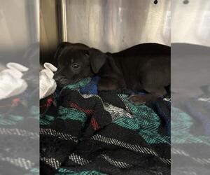 Plott Hound-Unknown Mix Dogs for adoption in Waco, TX, USA