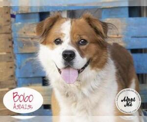 Great Bernese Dogs for adoption in Stockton, CA, USA