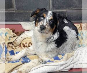 Australian Shepherd-Unknown Mix Dogs for adoption in Highland, IL, USA
