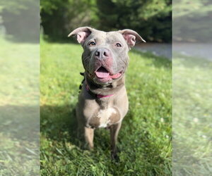 Medium Photo #3 American Pit Bull Terrier-Unknown Mix Puppy For Sale in Spring Lake, NJ, USA