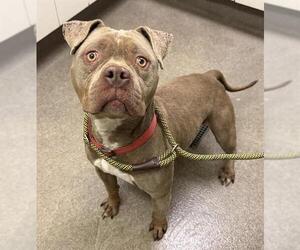 Bullypit Dogs for adoption in HESPERIA, CA, USA