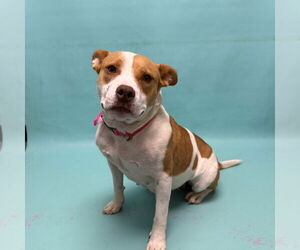 American Bulldog-Unknown Mix Dogs for adoption in Fort Collins, CO, USA