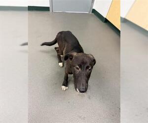 Labrador Retriever Dogs for adoption in Corpus Christi, TX, USA