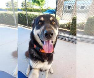 German Shepherd Dog-Siberian Husky Mix Dogs for adoption in Elk Grove, CA, USA