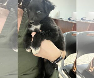 Border Collie-Unknown Mix Dogs for adoption in Grafton, WI, USA
