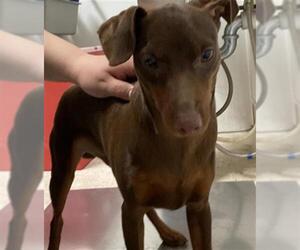 Miniature Pinscher Dogs for adoption in Bakersfield, CA, USA