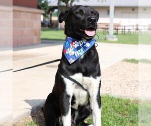 Labrador Retriever-Unknown Mix Dogs for adoption in San Antonio, TX, USA