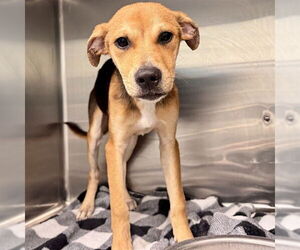 Treeing Walker Coonhound Dogs for adoption in Tavares, FL, USA