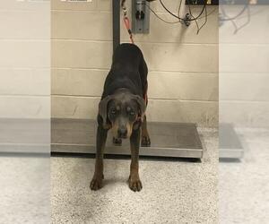 Doberman Pinscher-Unknown Mix Dogs for adoption in Conroe, TX, USA