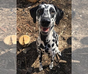 Dalmatian Dogs for adoption in Minneapolis, MN, USA