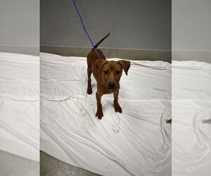 American Pit Bull Terrier-Unknown Mix Dogs for adoption in Las Vegas, NV, USA