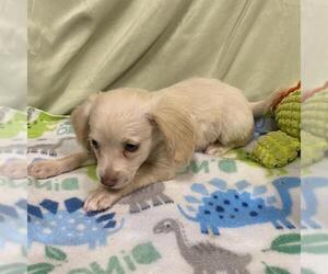 Cocker Spaniel-Unknown Mix Dogs for adoption in Modesto, CA, USA