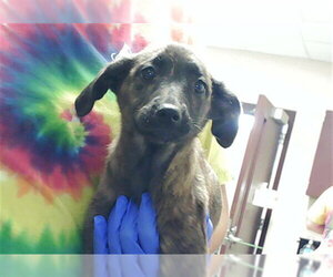 Mutt Dogs for adoption in Fayetteville, NC, USA