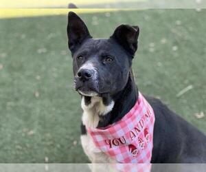 Mutt Dogs for adoption in Charlotte, NC, USA
