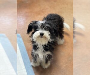 Medium Photo #1 Havanese Puppy For Sale in Bolivar, MO, USA