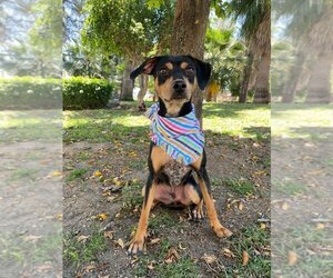 Miniature Pinscher-Unknown Mix Dogs for adoption in Auburn, WA, USA