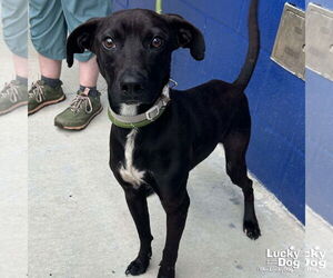 Feist Terrier-Labrador Retriever Mix Dogs for adoption in Washington, DC, USA