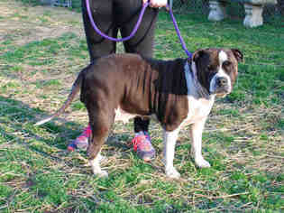 Bulloxer Dogs for adoption in Louisville, KY, USA