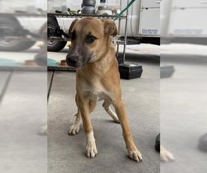 German Shepherd Dog-Unknown Mix Dogs for adoption in Bakersfield, CA, USA