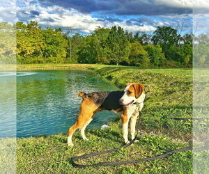 Australian Shepherd-Unknown Mix Dogs for adoption in Fultonham, NY, USA
