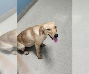 Labrador Retriever-Unknown Mix Dogs for adoption in Newton, NC, USA