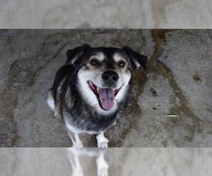 Medium Photo #1 Huskies -Labrador Retriever Mix Puppy For Sale in Frisco, TX, USA