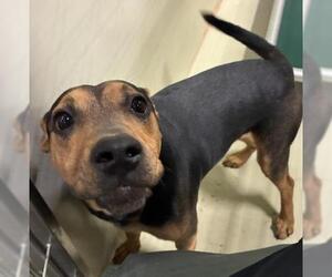 Mutt Dogs for adoption in Bakersfield, CA, USA
