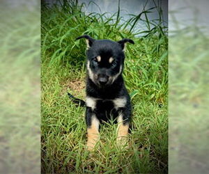 Huskies -Unknown Mix Dogs for adoption in Pleasanton, TX, USA