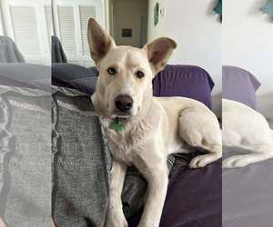 Huskies -white german shepherd Mix Dogs for adoption in Hoffman Estates, IL, USA