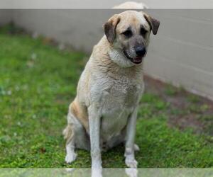 Anatolian Shepherd Dogs for adoption in St. Cloud, FL, USA