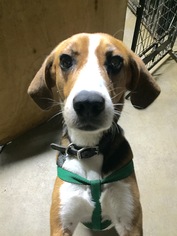 Small Treeing Walker Coonhound