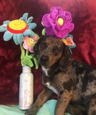 Medium Photo #1 Beagle-Unknown Mix Puppy For Sale in Rockaway, NJ, USA