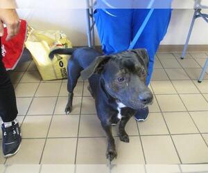 Labrador Retriever Dogs for adoption in Ocala, FL, USA