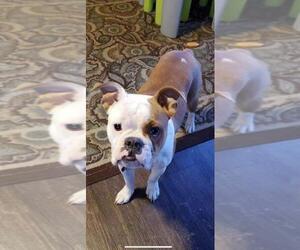 English Boston Bulldog Dogs for adoption in Wenonah, NJ, USA