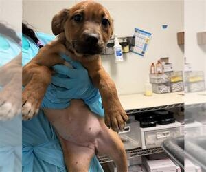 Chihuahua Dogs for adoption in Bakersfield, CA, USA