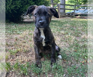 American Pit Bull Terrier-American Staffordshire Terrier Mix Dogs for adoption in Chester, VA, USA