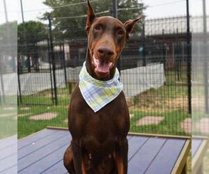 Doberman Pinscher-Unknown Mix Dogs for adoption in San Antonio, TX, USA
