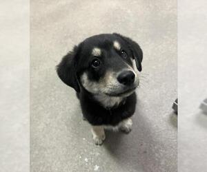 German Shepherd Dog-Unknown Mix Dogs for adoption in HESPERIA, CA, USA