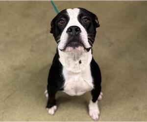 Bullboxer Pit Dogs for adoption in Moreno Valley, CA, USA