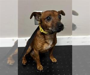 Chihuahua-Unknown Mix Dogs for adoption in Redlands, CA, USA