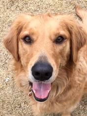 Golden Retriever Dogs for adoption in Glendale , AZ, USA