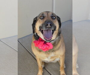 Mutt Dogs for adoption in McKinney, TX, USA