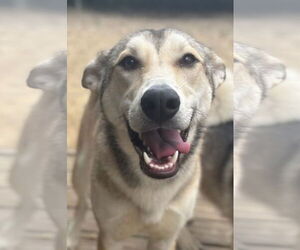 Siberian Husky-Unknown Mix Dogs for adoption in Matawan, NJ, USA