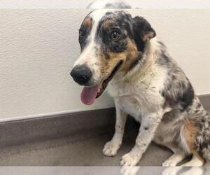 Australian Shepherd Dogs for adoption in HESPERIA, CA, USA