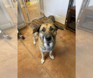 Collie-German Shepherd Dog Mix Dogs for adoption in Bolivar, MO, USA
