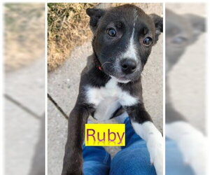 Labsky Dogs for adoption in Sheboygan, WI, USA