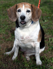 Beagle Dogs for adoption in Franklin, IN, USA