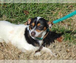 Parson Russell Terrier Dogs for adoption in Charlotte, NC, USA
